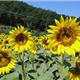 rondreis in Liguria en Toscana