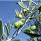rondreis in Oost- en Midden-Sicilia