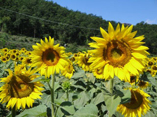rondreis in Toscana, Umbria en Lazio