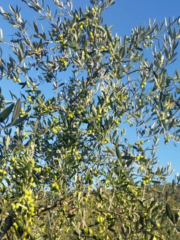 La Casella