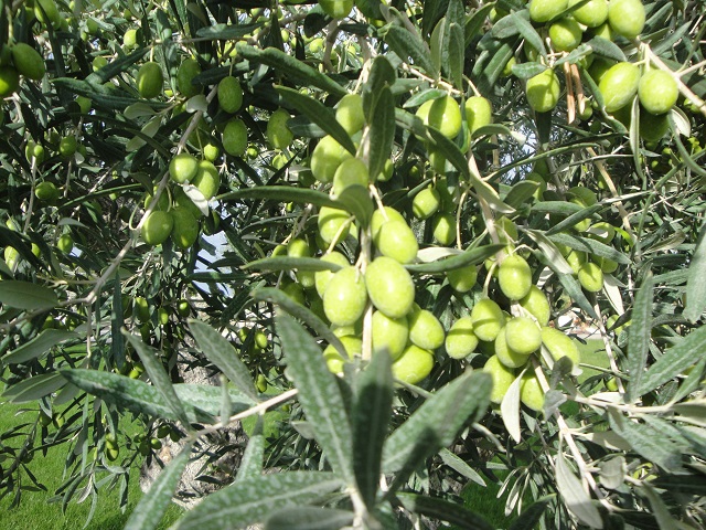 Masseria Murgia