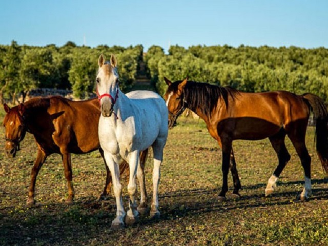 Masseria Murgia