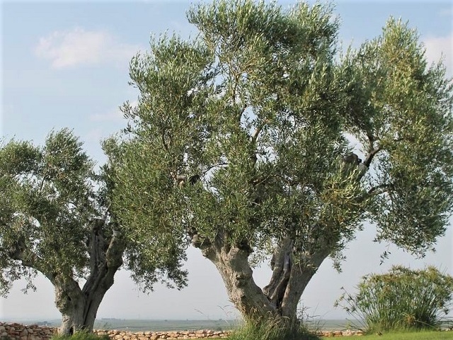 Masseria Murgia