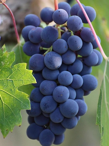 Appartement Filomena