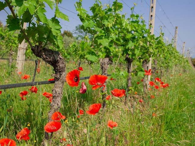 Agriturismo Garda