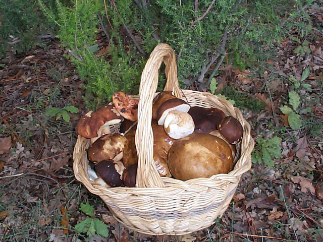 Funghi