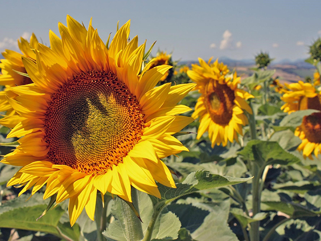 Agriturismo Le Marche