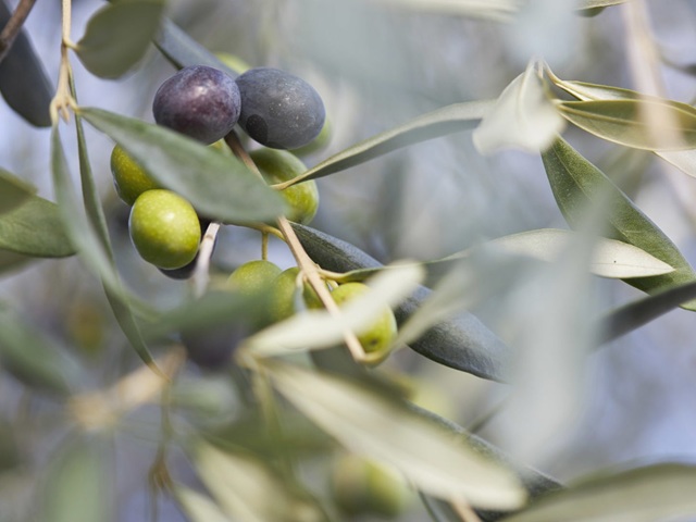 Tenuta San Vito