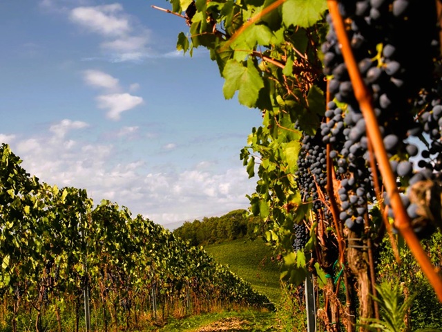 Tenuta San Vito