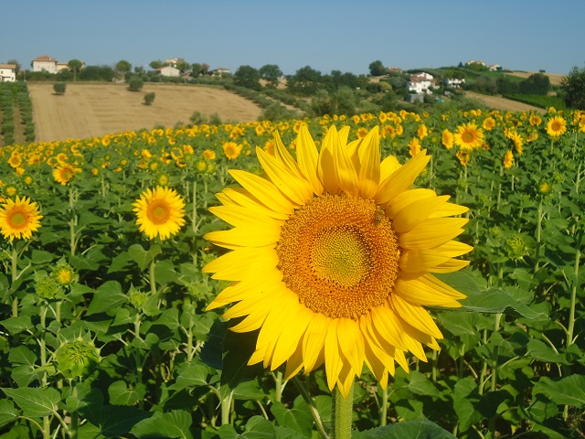 Villa Grazia