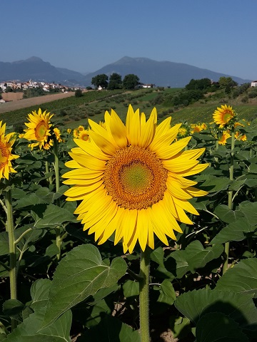 Villa Grazia