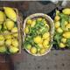 limoni