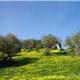 Madonie