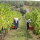 vendemmia