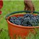 vendemmia