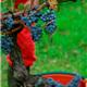 vendemmia