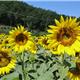 girasoli