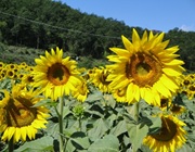 Accommodatie Toscane